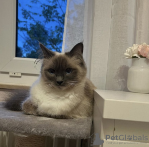 Photo №1. birman - for sale in the city of Munich | 317$ | Announcement № 109758