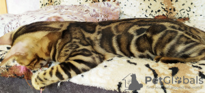 Photo №4. I will sell bengal cat in the city of Barnaul. from nursery - price - 263$