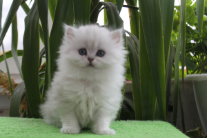 Photo №1. british longhair - for sale in the city of Chelyabinsk | 300$ | Announcement № 2312