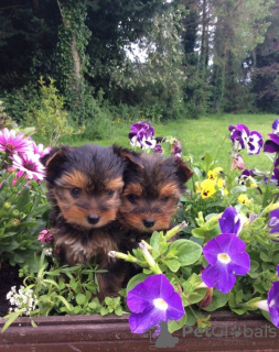 Photo №4. I will sell yorkshire terrier in the city of Napa. private announcement - price - 300$