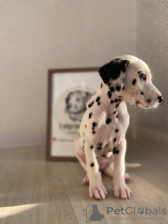 Photo №3. Spotted Dalmatian babies from the elite FULGRIM Dogs kennel. United Kingdom