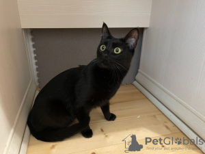 Additional photos: A wonderful young cat Caramel is looking for a home and a loving family!