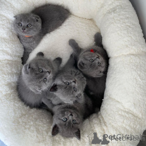 Photo №2 to announcement № 173024 for the sale of scottish fold - buy in Norway 