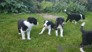 Photo №3. Adorable border collie available. United Kingdom