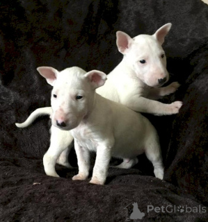 Photo №1. bull terrier - for sale in the city of Liège | negotiated | Announcement № 170817