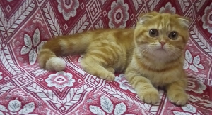 Photo №1. scottish fold - for sale in the city of Armavir | 131$ | Announcement № 3305