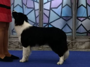 Photo №3. Border Collie puppy from 2018 World Champion and 2019 European. Ukraine