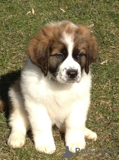 Photo №1. st. bernard - for sale in the city of Stockholm | negotiated | Announcement № 113199