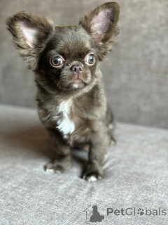 Photo №1. chihuahua - for sale in the city of Minsk | 619$ | Announcement № 166399