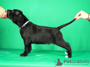 Additional photos: Cane Corso puppies for sale