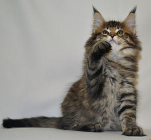Photo №4. I will sell maine coon in the city of Krivoy Rog. from nursery - price - 595$