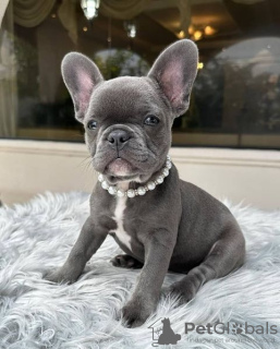 Photo №1. french bulldog - for sale in the city of Aalst | 402$ | Announcement № 96317
