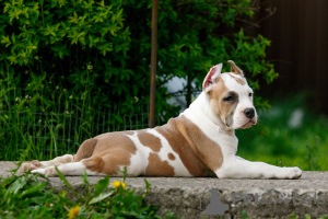 Additional photos: Puppy staffordshire terrier