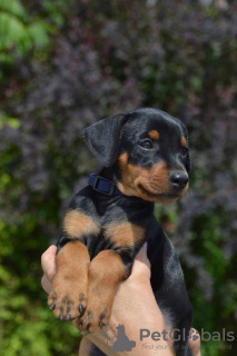 Photo №1. german pinscher - for sale in the city of Berlin | 1057$ | Announcement № 56098