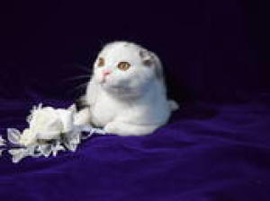Photo №2 to announcement № 2231 for the sale of scottish fold - buy in Belarus breeder