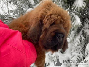 Photo №3. gorgeous puppies. Russian Federation