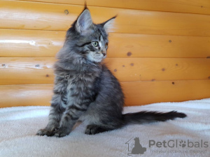 Photo №3. Selling an affectionate Maine Coon kitten, color black tiger. Ukraine