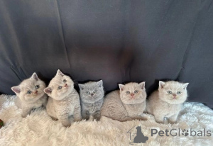 Photo №1. british shorthair - for sale in the city of Augustów | 361$ | Announcement № 169448