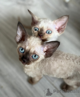 Photo №1. devon rex - for sale in the city of Oulu | 350$ | Announcement № 140888