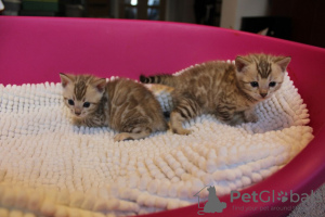 Photo №3. Loving Home-Trained Bengal kittens available. Germany