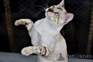 Photo №2 to announcement № 9367 for the sale of bengal cat - buy in Belarus from nursery