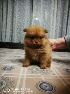 Photo №2 to announcement № 2108 for the sale of pomeranian - buy in Russian Federation 
