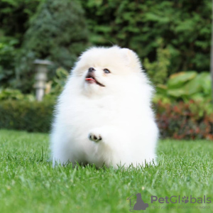 Additional photos: Pomeranian Spitz puppies,