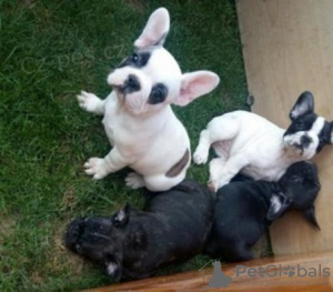 Photo №1. french bulldog - for sale in the city of Ruse | Is free | Announcement № 83746