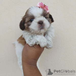 Photo №1. shih tzu - for sale in the city of Warsaw | negotiated | Announcement № 43047
