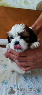 Additional photos: Sell tsutsenya Shih Tzu