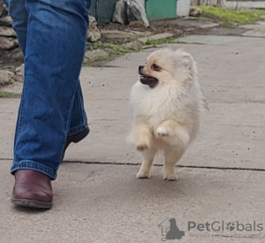 Photo №1. pomeranian - for sale in the city of Dnipro | 636$ | Announcement № 41073