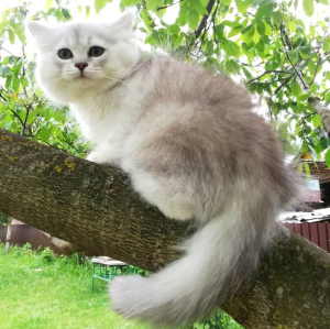 Photo №1. british longhair - for sale in the city of Grodno | negotiated | Announcement № 2774
