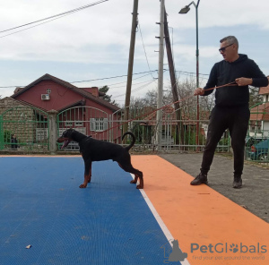 Photo №2 to announcement № 95576 for the sale of dobermann - buy in Serbia breeder