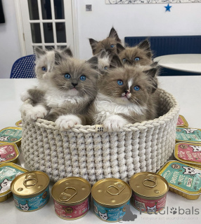 Photo №2 to announcement № 154915 for the sale of ragdoll - buy in Switzerland breeder