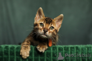 Additional photos: Bengal kittens with pedigree