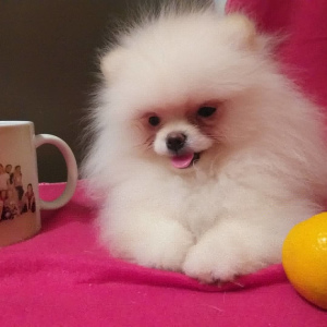 Photo №1. pomeranian - for sale in the city of Владимир | 653$ | Announcement № 4663