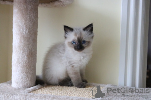 Photo №3. Vaccinated Ragdoll Kittens for Sale ready now with home delivery services. United States