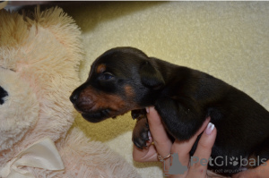 Photo №2 to announcement № 12156 for the sale of dobermann - buy in Russian Federation breeder
