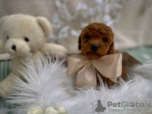 Photo №2 to announcement № 94581 for the sale of poodle (toy) - buy in Serbia breeder