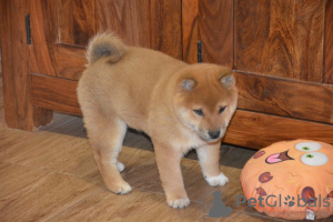 Photo №2 to announcement № 123768 for the sale of shiba inu - buy in Czech Republic private announcement