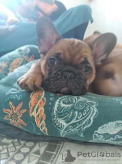 Photo №2 to announcement № 8120 for the sale of french bulldog - buy in Russian Federation breeder