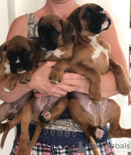 Photo №3. Boxer Puppies.. Belgium