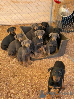 Photo №1. dobermann - for sale in the city of Aarhus | 774$ | Announcement № 173502