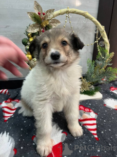 Photo №1. non-pedigree dogs - for sale in the city of Mineral waters | Is free | Announcement № 161709