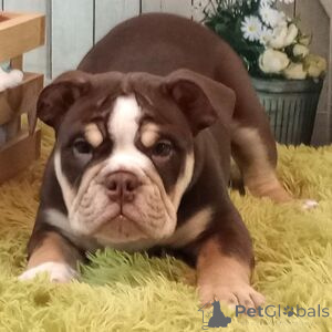 Photo №1. american bully - for sale in the city of Bad Wildungen | 471$ | Announcement № 151468