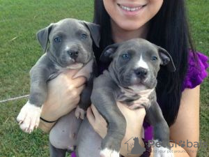 Photo №1. american pit bull terrier - for sale in the city of Berlin | Is free | Announcement № 126894