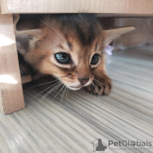 Photo №1. abyssinian cat - for sale in the city of Пылва | 624$ | Announcement № 23679