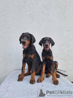 Photo №1. dobermann - for sale in the city of Kikinda | negotiated | Announcement № 121579