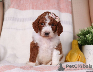 Photo №3. Standard Poodle Puppies.. United States