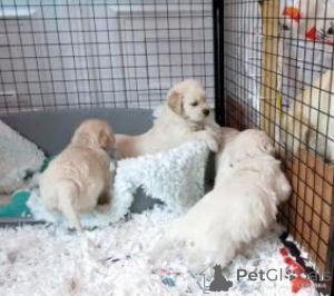 Photo №1. golden retriever - for sale in the city of Geel | Is free | Announcement № 165746